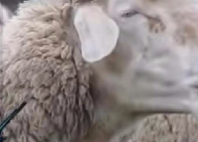 The sheep game!  I cherish the freedom of Thought, Speech, Movement, Association and Religion. These are my Inherent and God given free rights, and 